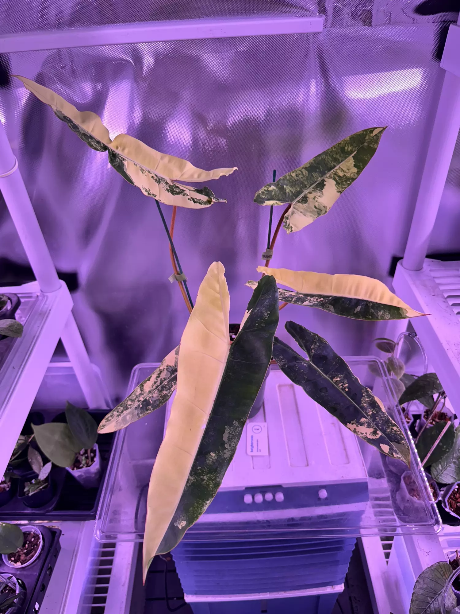 plant/High color mature Philo billietiae var-3