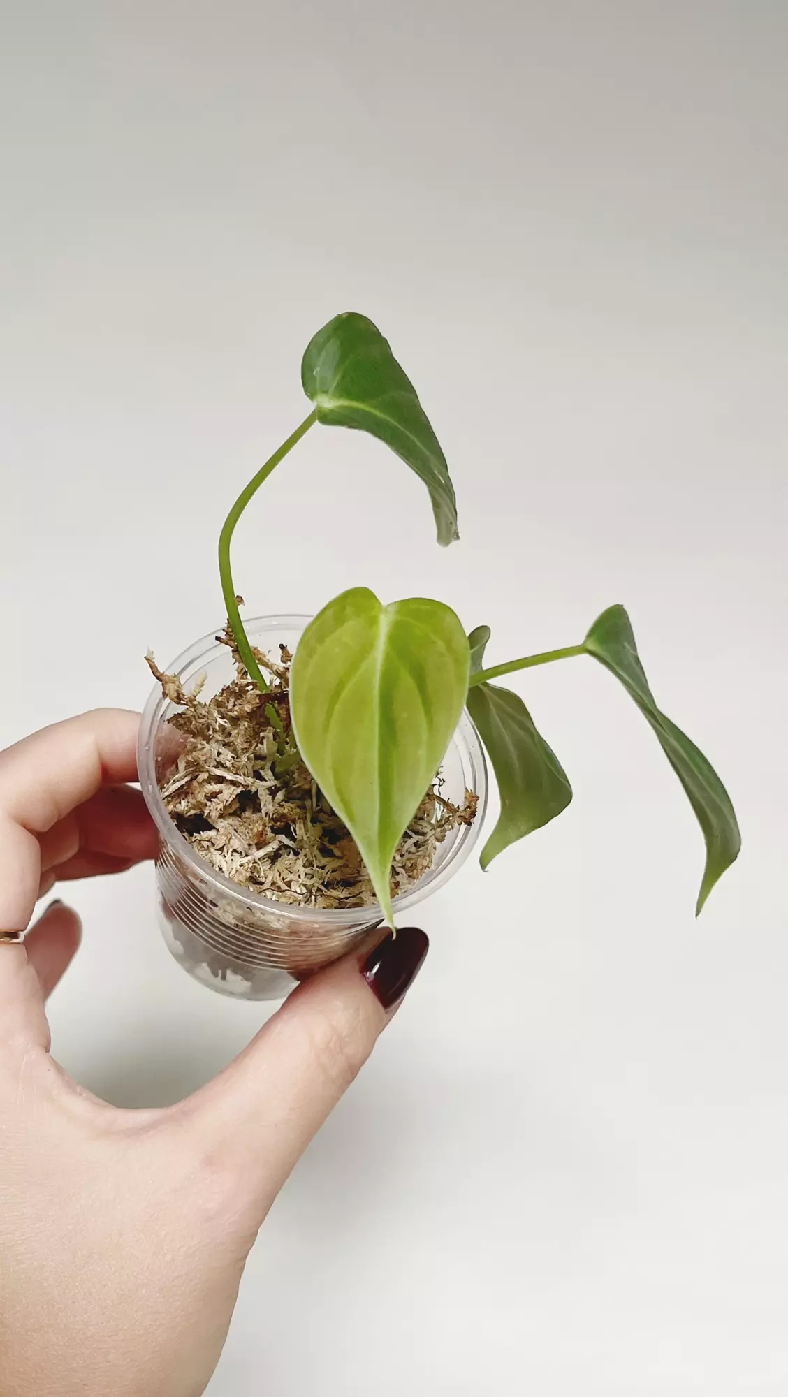 plant/Philodendron Glorious-0