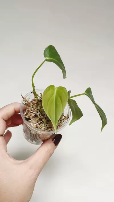 plant/Philodendron Glorious-0-thumbnail