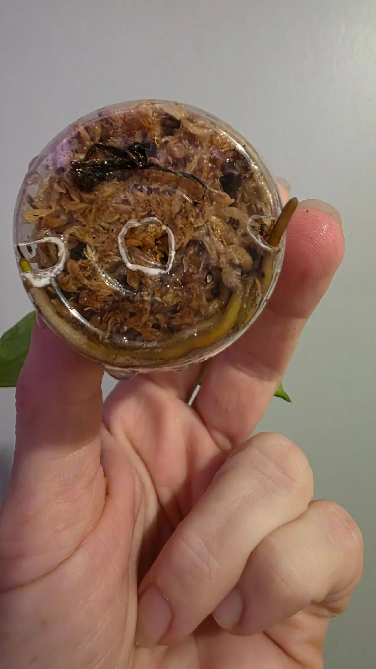 plant/Syngonium white butterfly 228-1