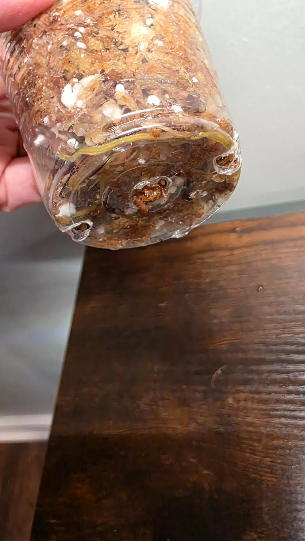 plant/Philodendron variegated heart leaf 036-1