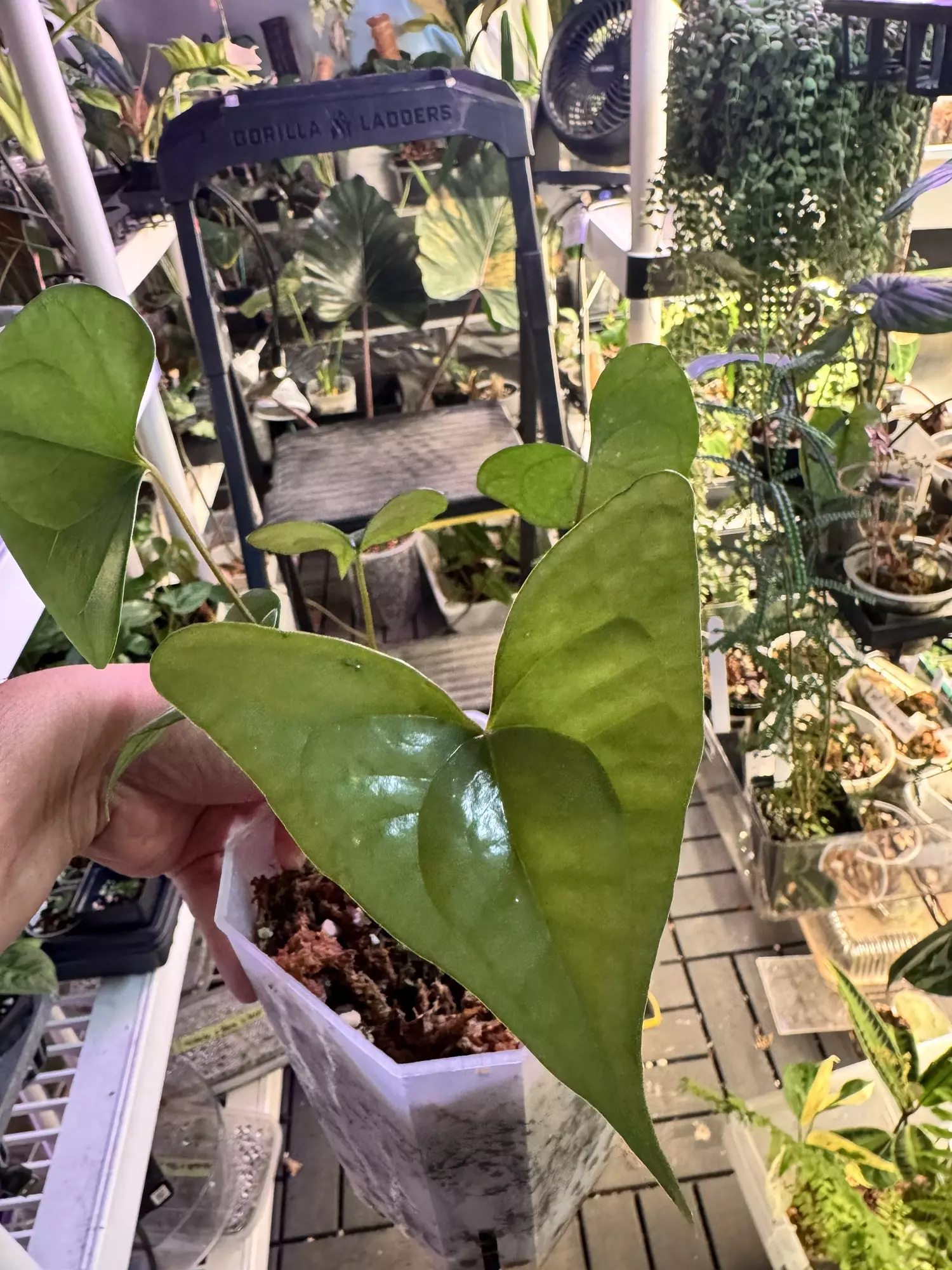 plant/RA Ant Diabloense-3