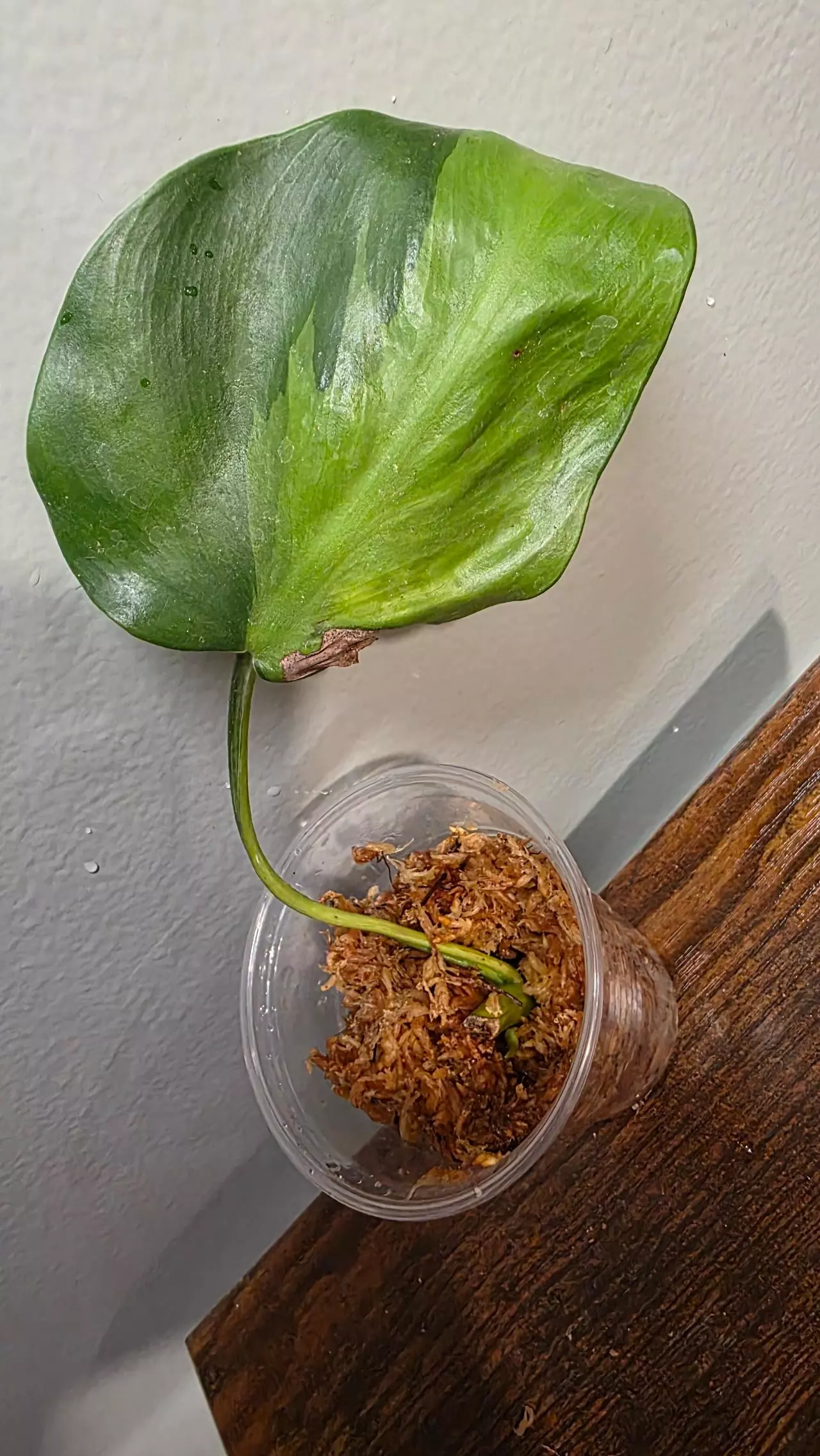 plant/Philodendron Brasil 225-0