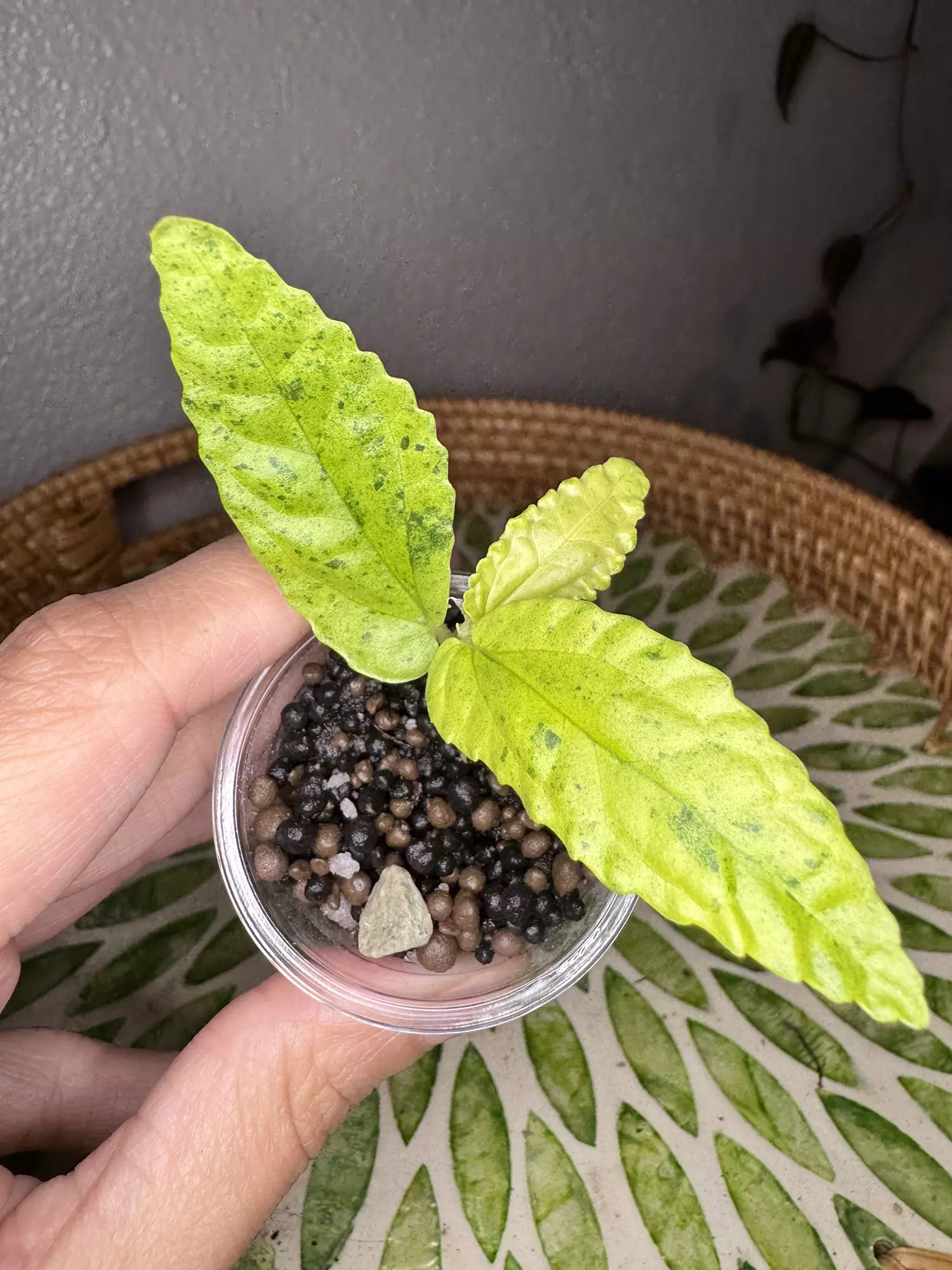 plant/B3 Variegated peppermint Begonia rooted cutting- fast grower- CO ambient grown-1