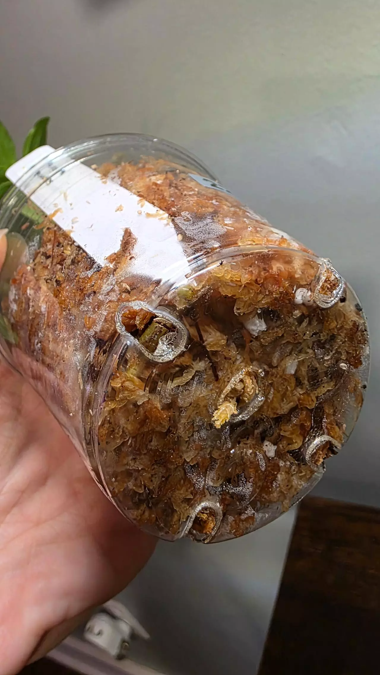 plant/Syngonium variegated Batik 229-1