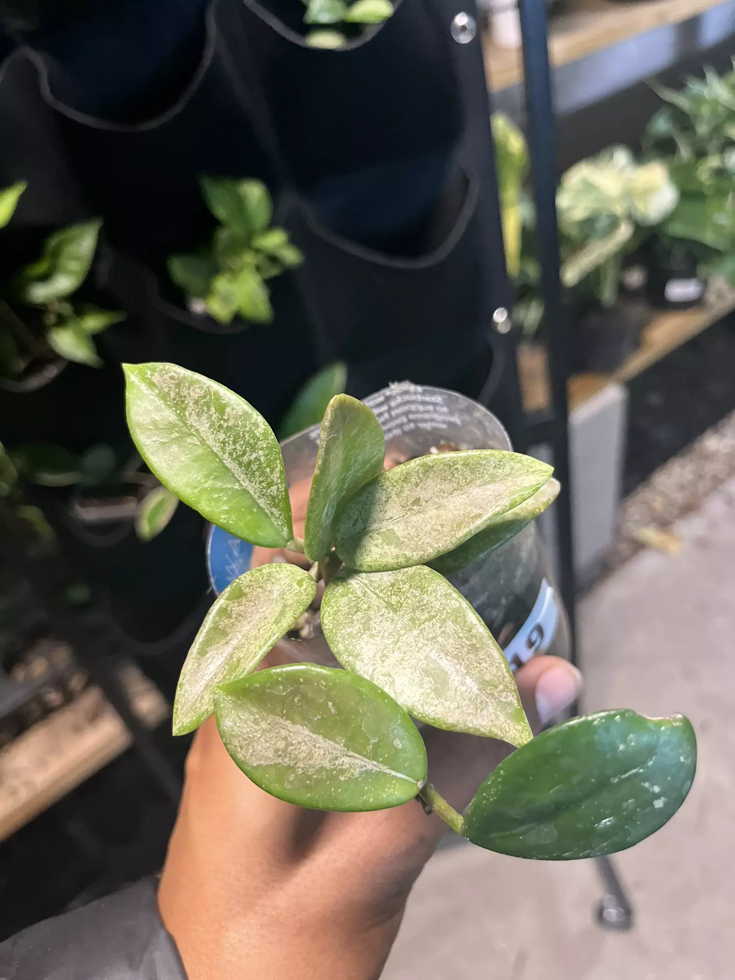 plant/Hoya Wilbur Graves Russia-0