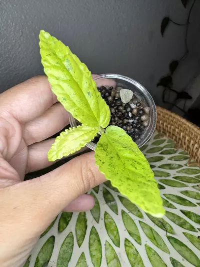 plant/B3 Variegated peppermint Begonia rooted cutting- fast grower- CO ambient grown-2-thumbnail