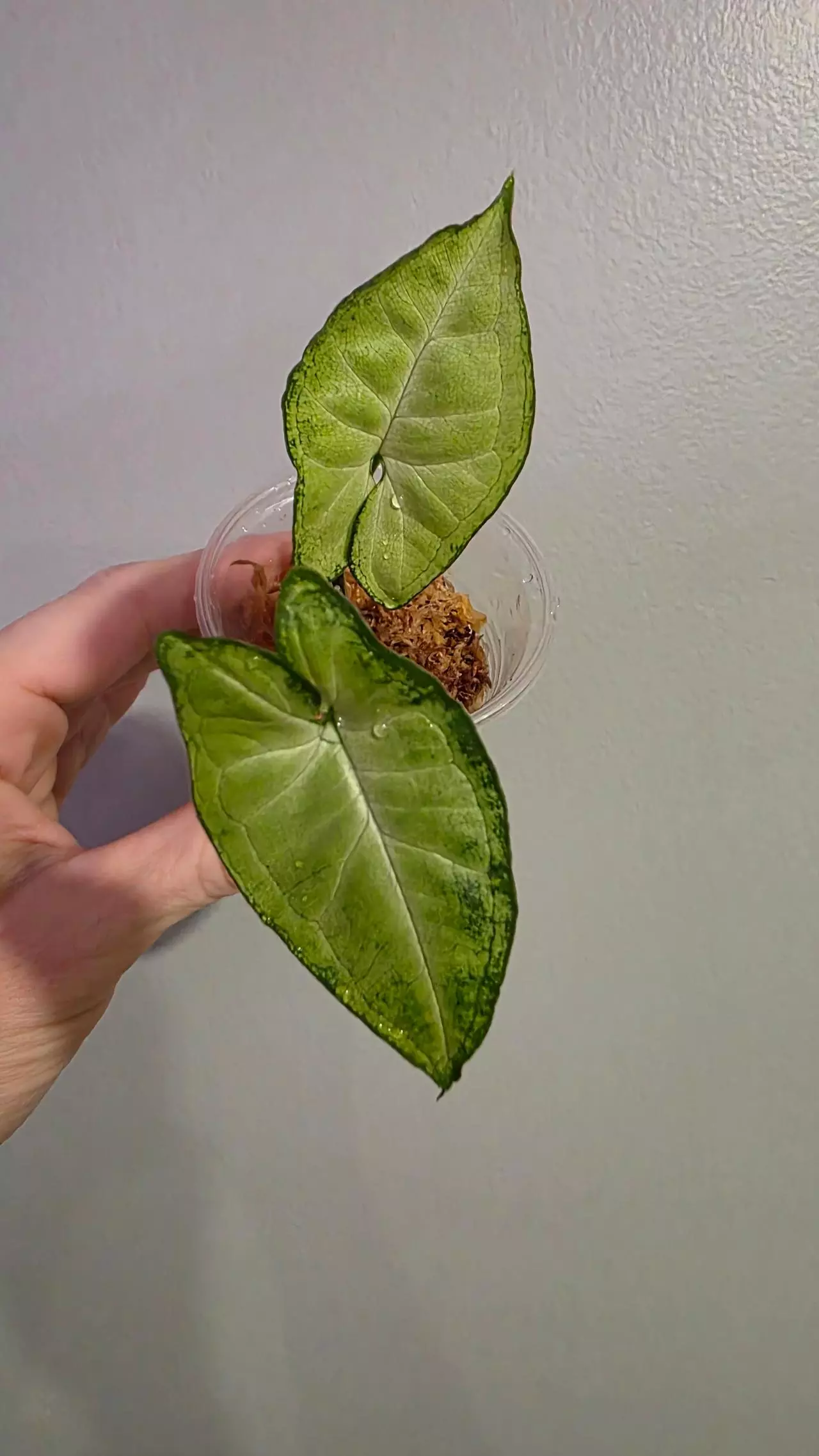 plant/Syngonium white butterfly 228-0