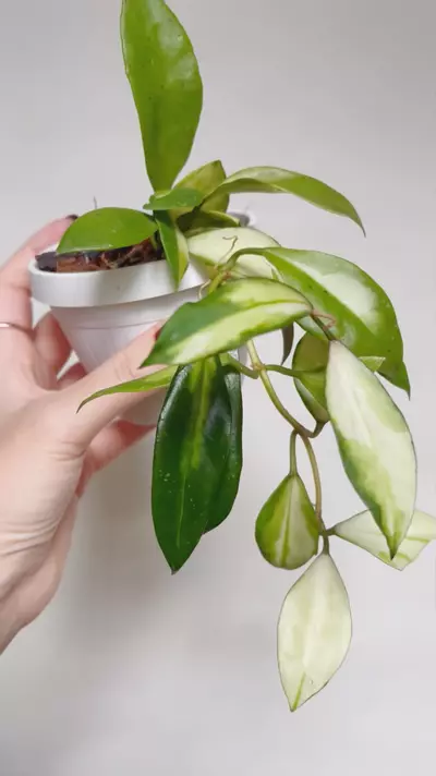 plant/Hoya Walliniana Variegated-0-thumbnail