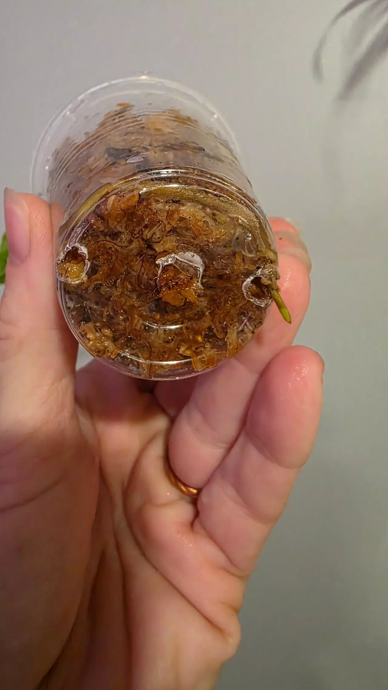 plant/Syngonium white butterfly-1