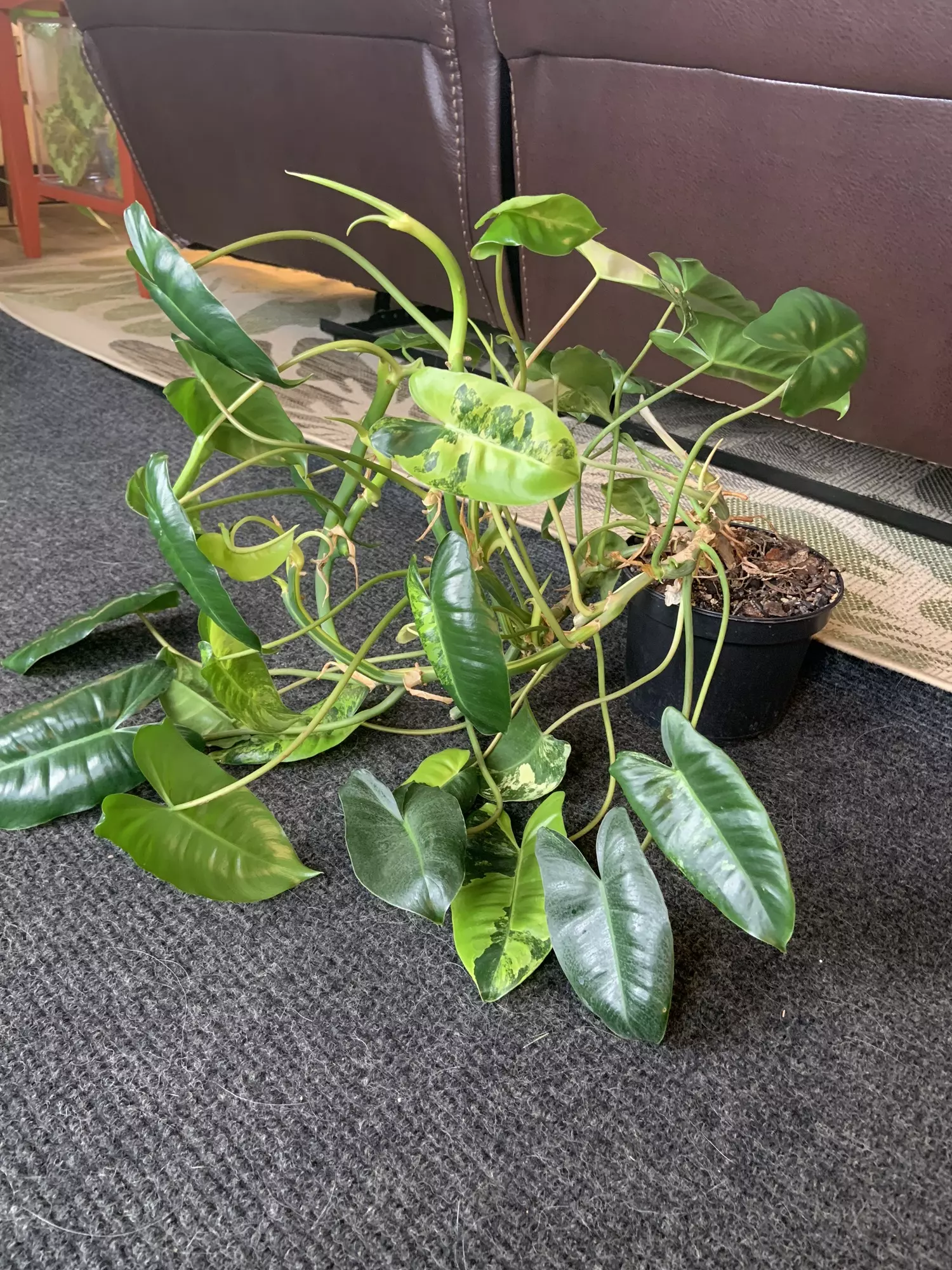 plant/Huge Burle Marx -0