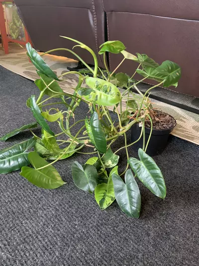 plant/Huge Burle Marx -0-thumbnail