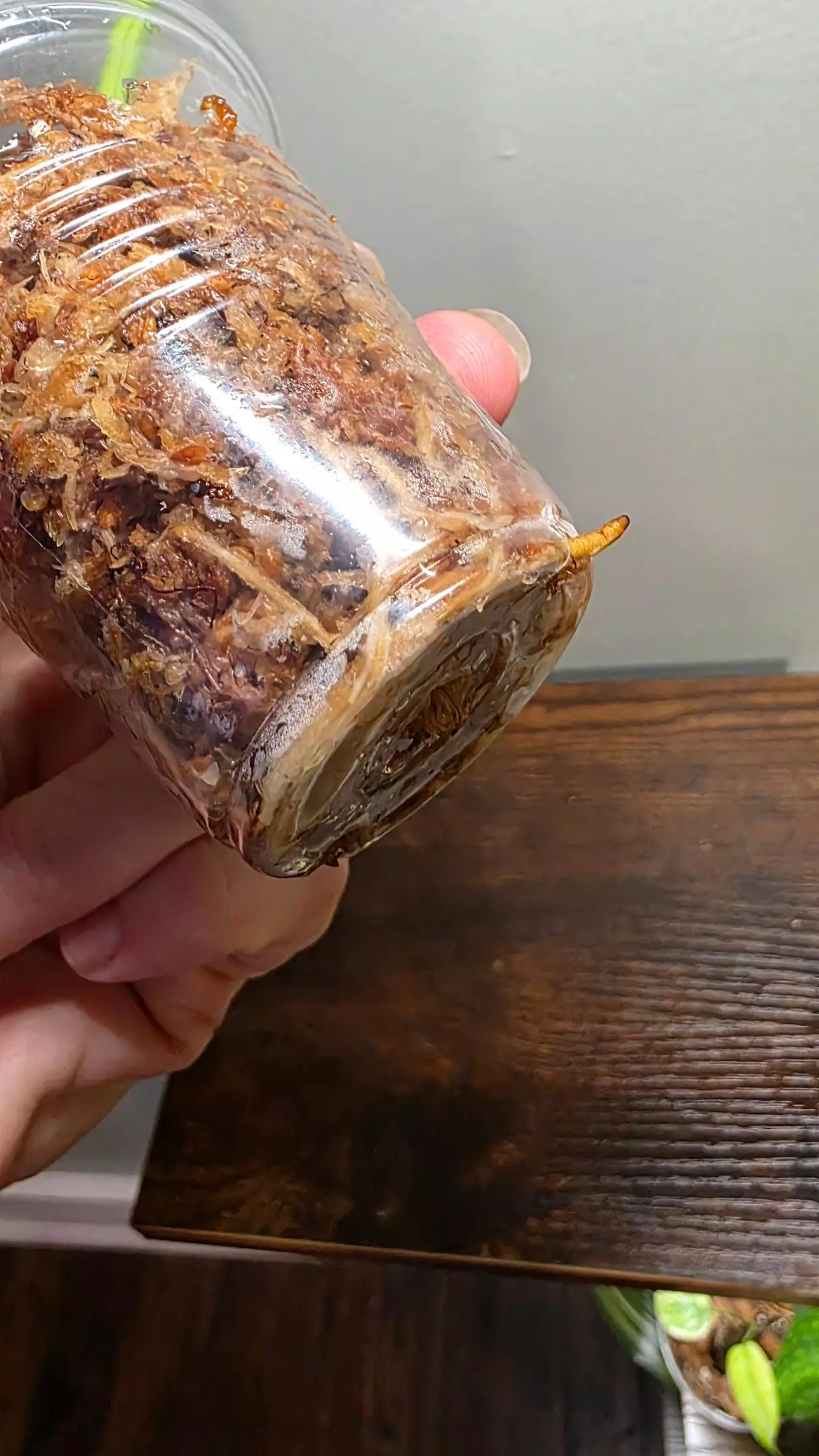 plant/Philodendron Brasil 226-1