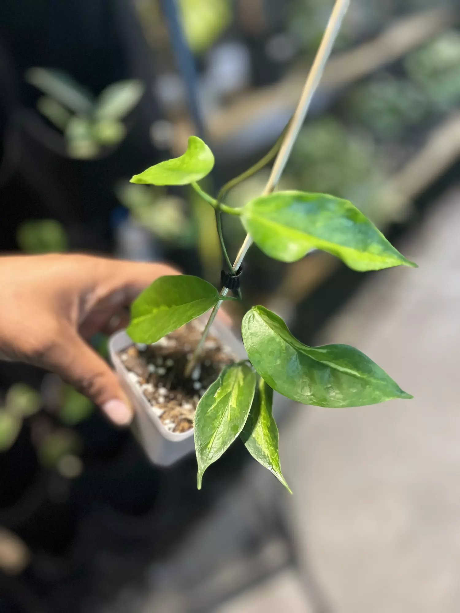 plant/hoya kenejiana variegated-0
