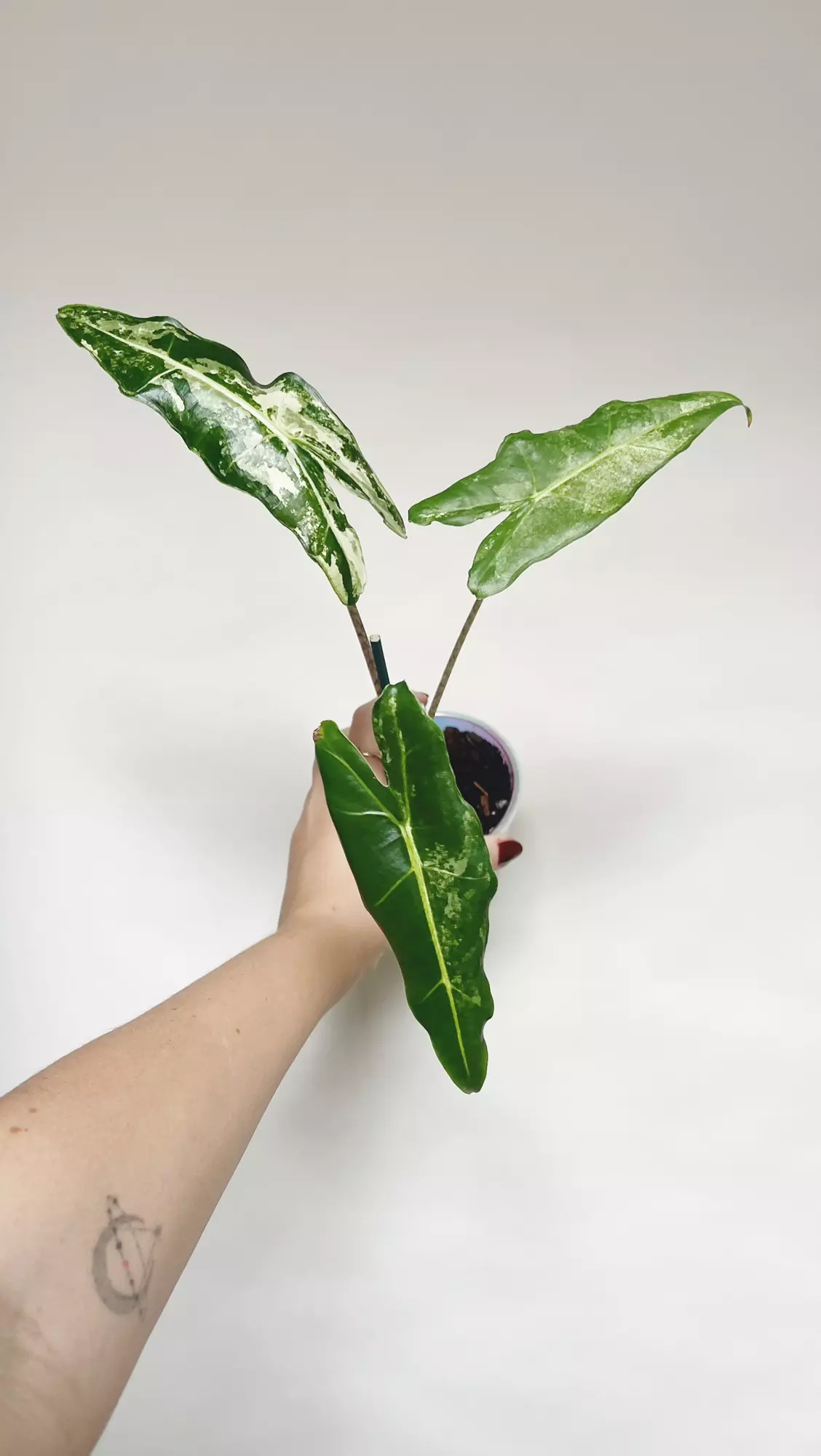 plant/Alocasia Sarian Albo 3” self watering pot-0
