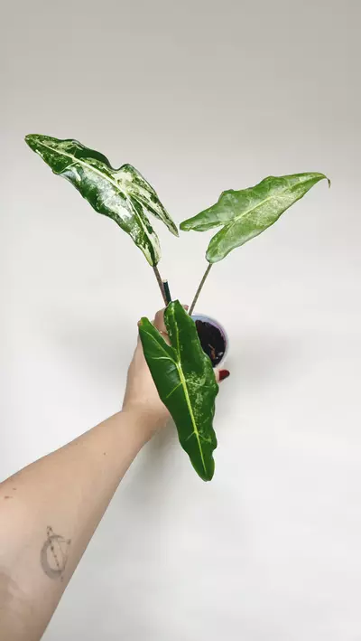 plant/Alocasia Sarian Albo 3” self watering pot-0-thumbnail