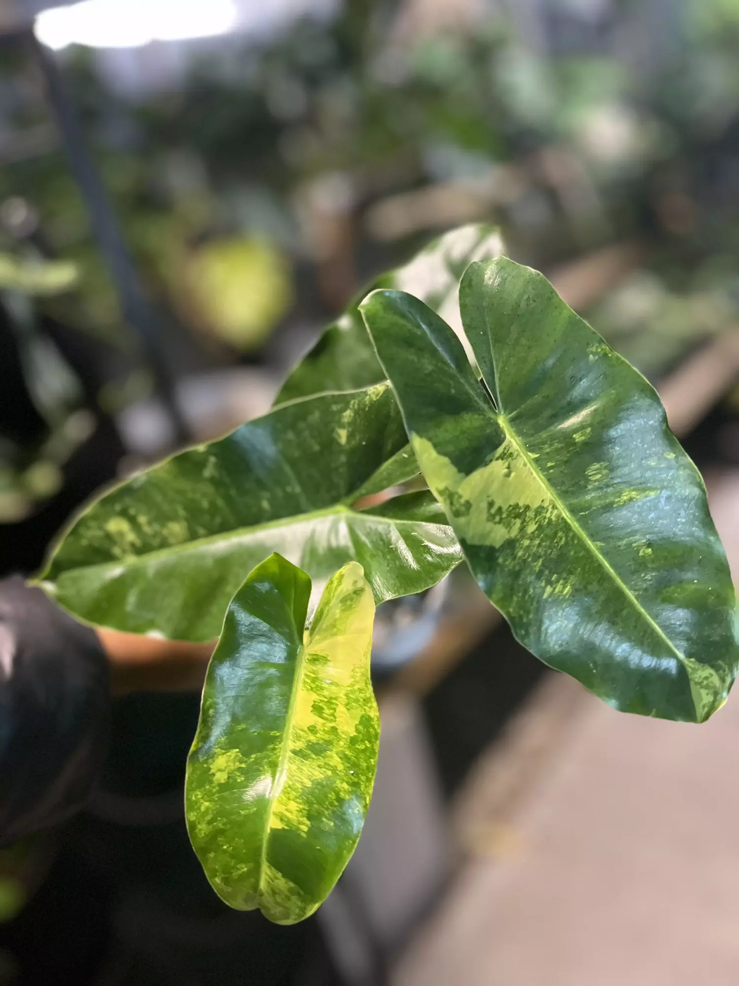 plant/Philodendron Burle Marx Variegated-0