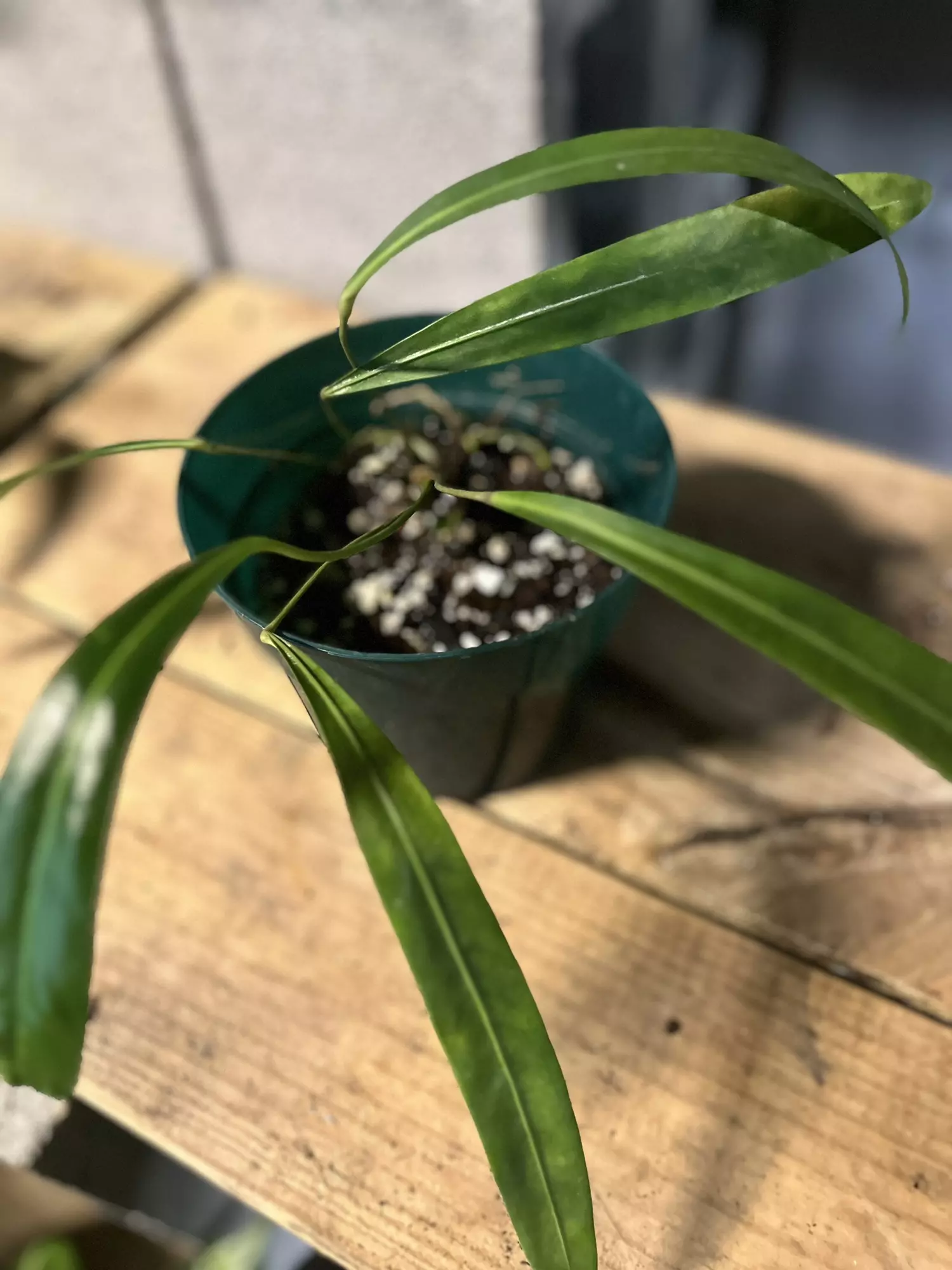 plant/Anthurium Pendens-0