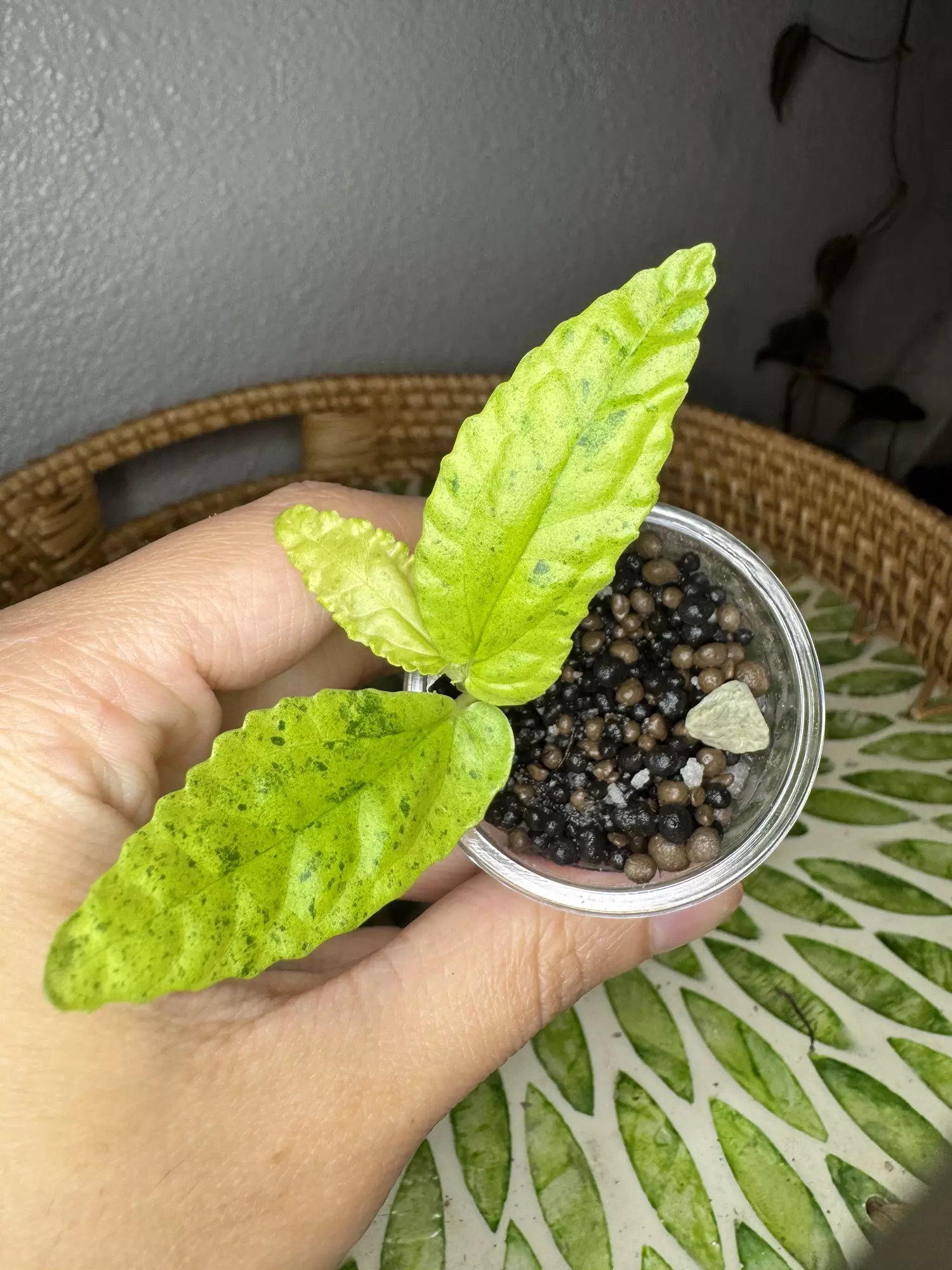 plant/B3 Variegated peppermint Begonia rooted cutting- fast grower- CO ambient grown-0