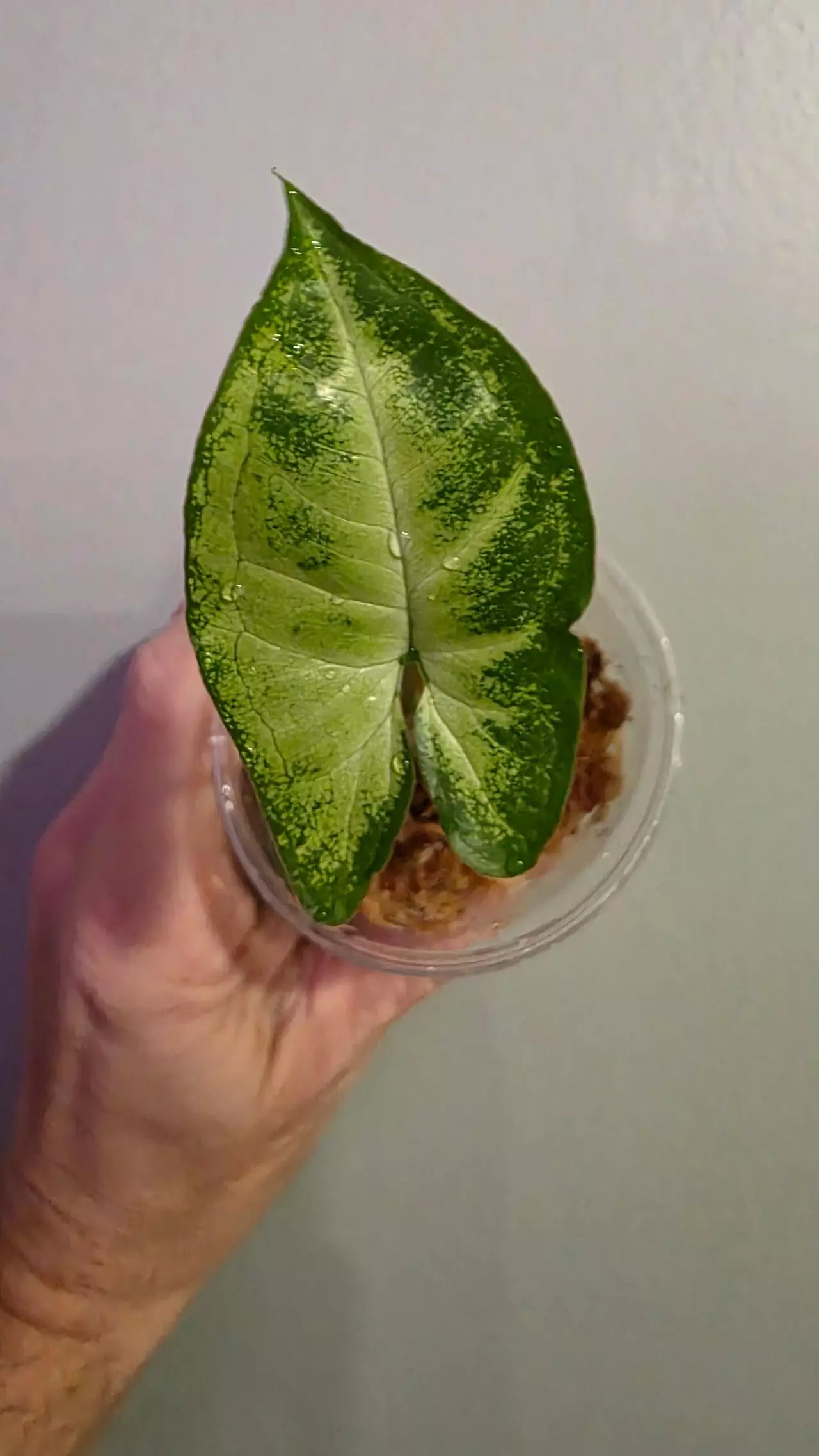 plant/Syngonium white butterfly 223-0