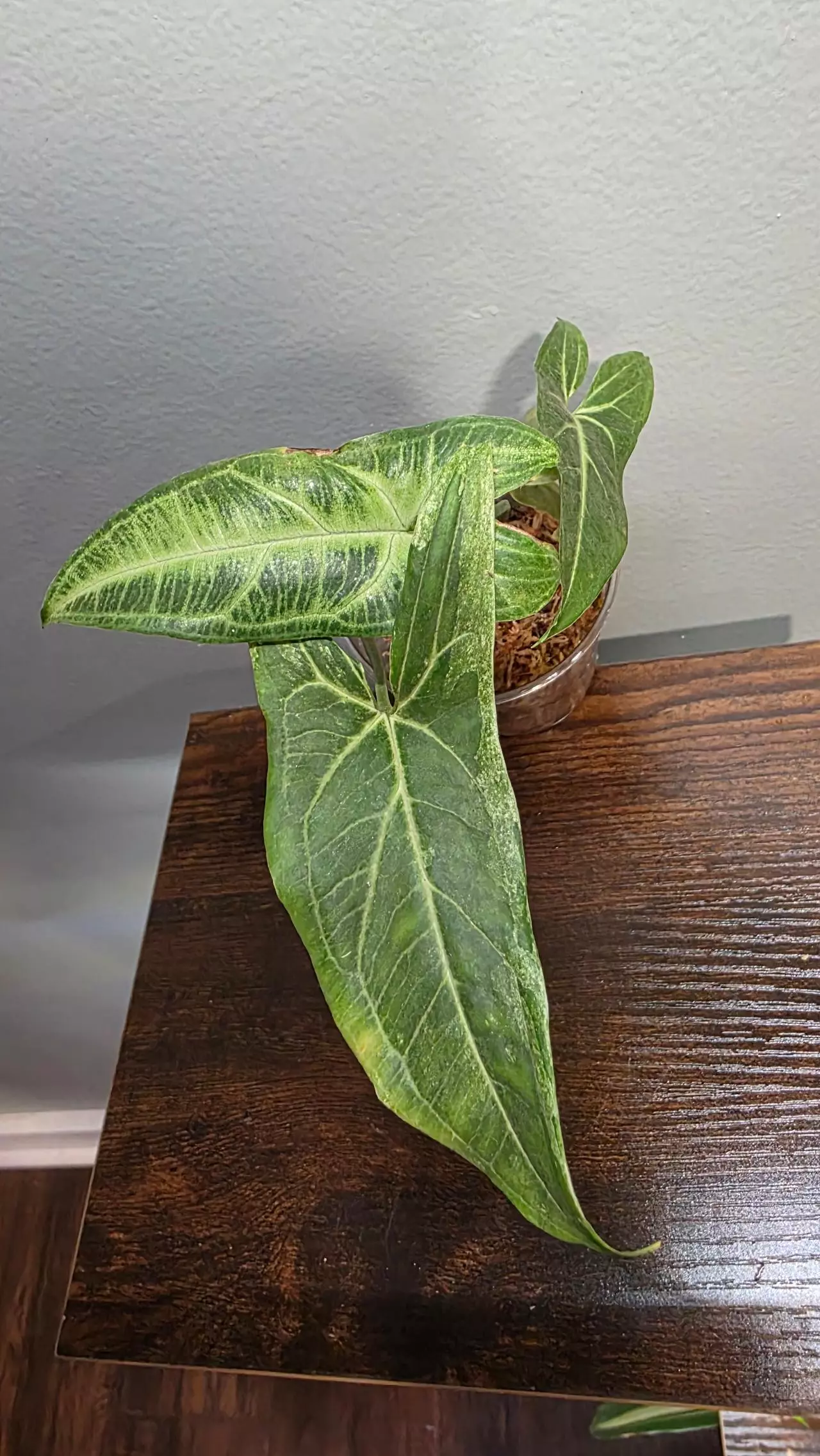 plant/Syngonium variegated Batik 229-0