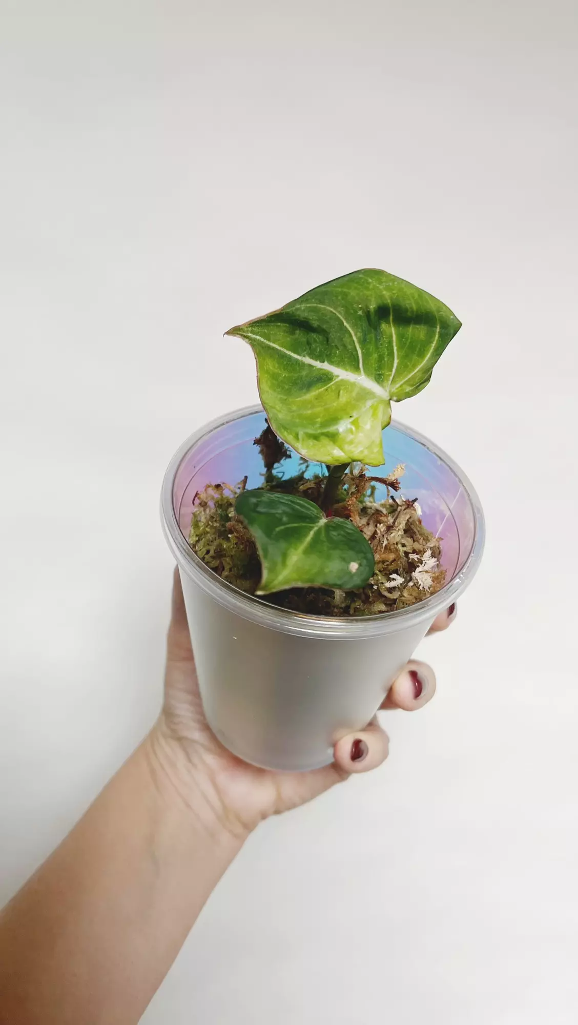 plant/Philodendron Gloriousum-0