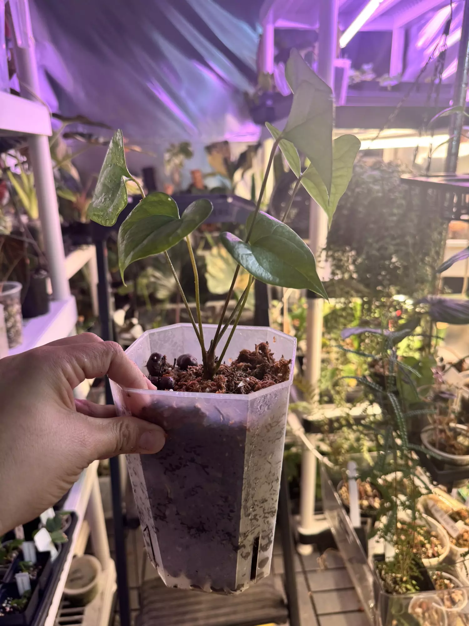 plant/RA Ant Diabloense-1