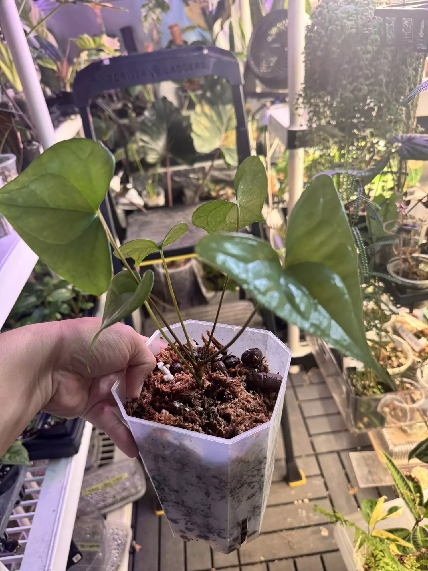 plant/RA Ant Diabloense-0