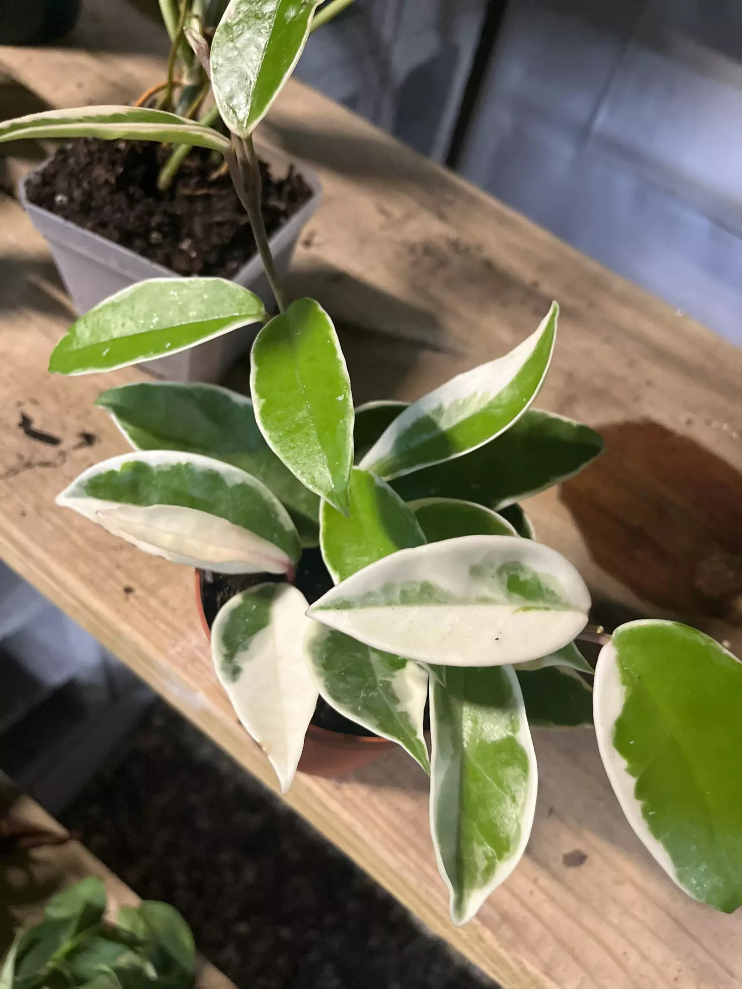 plant/Hoya Crimson Queen 4 inch-0