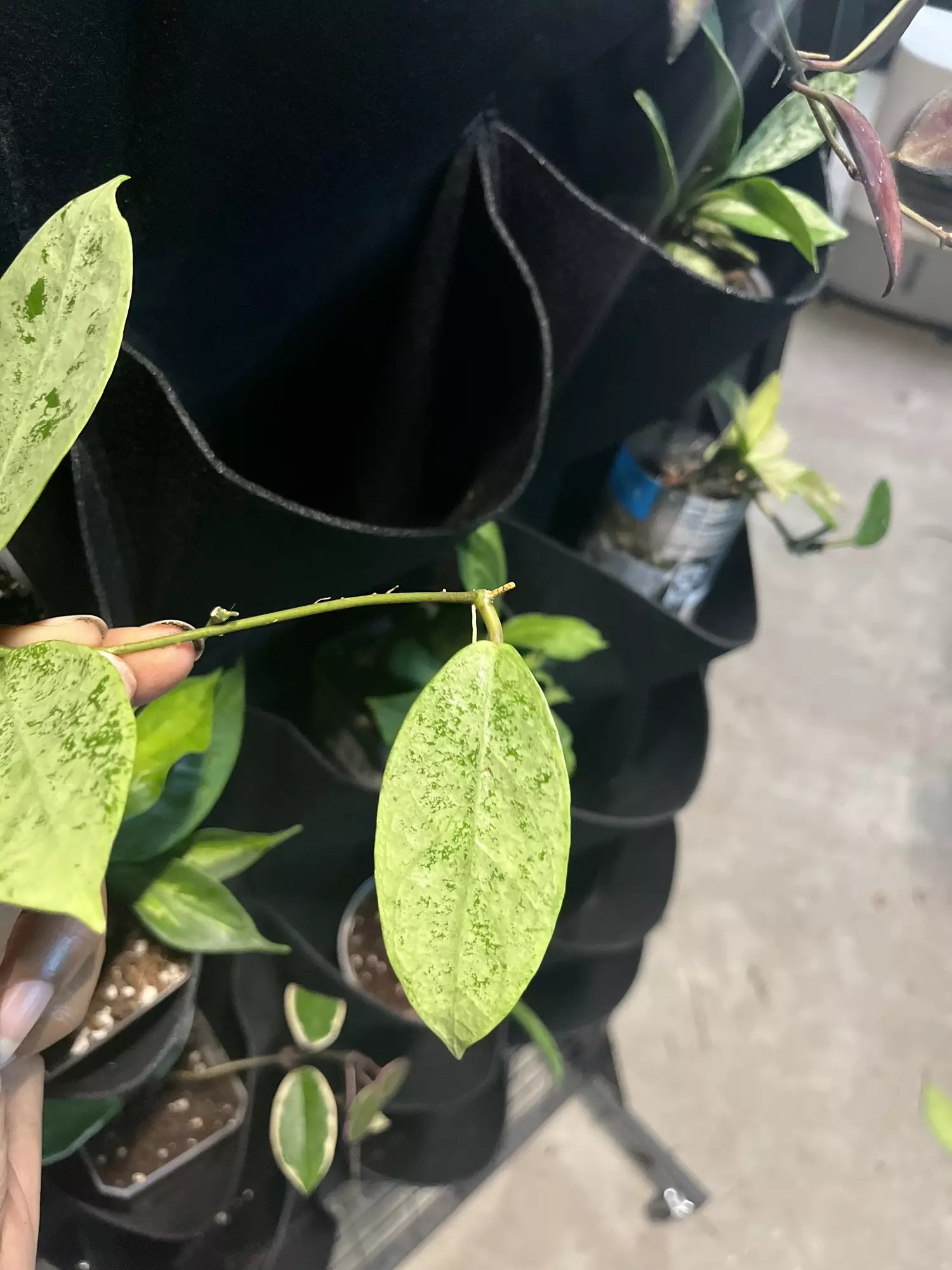 plant/Hoya coriácea silver unrooted cutting-0