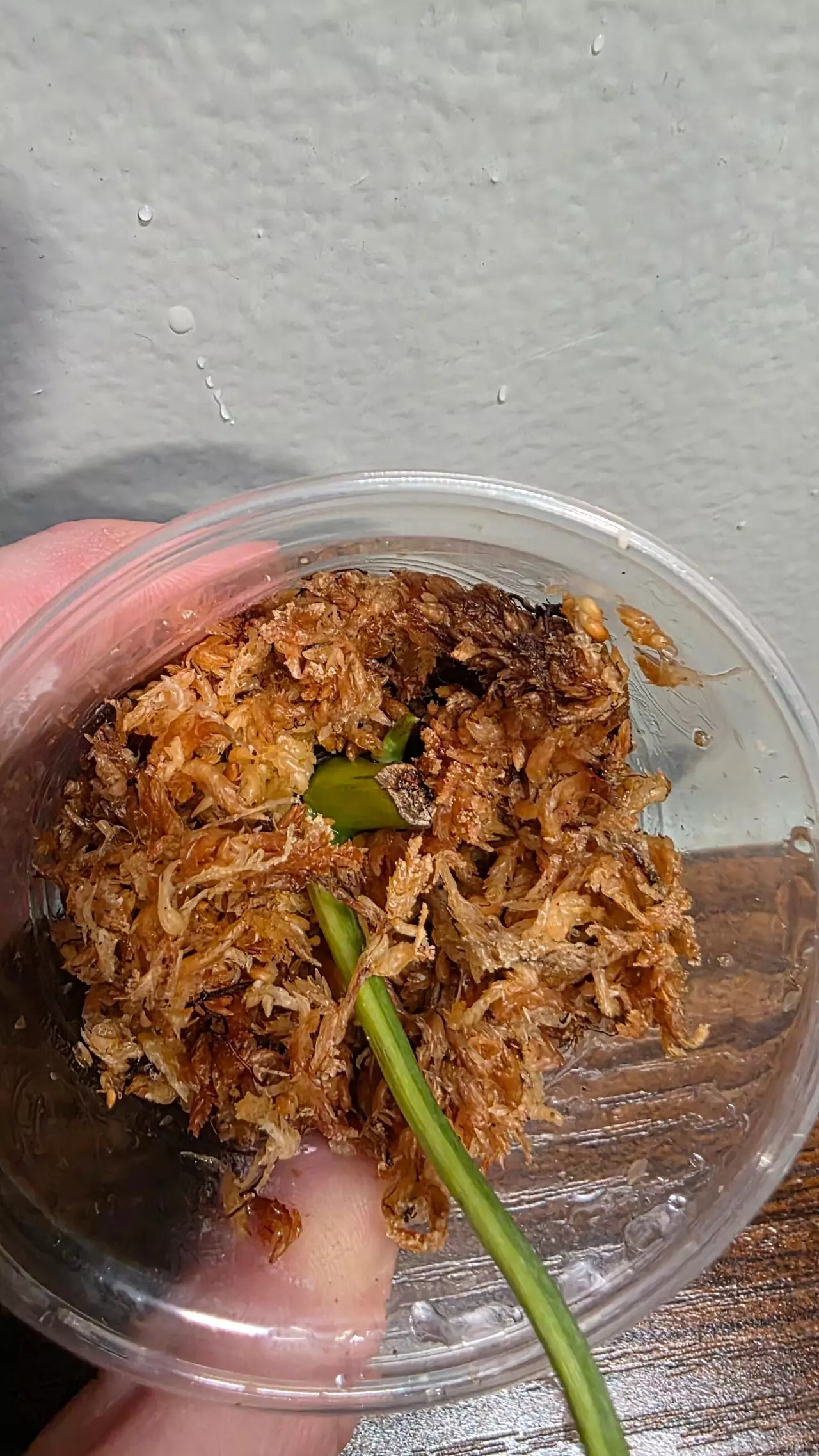 plant/Philodendron Brasil 225-1