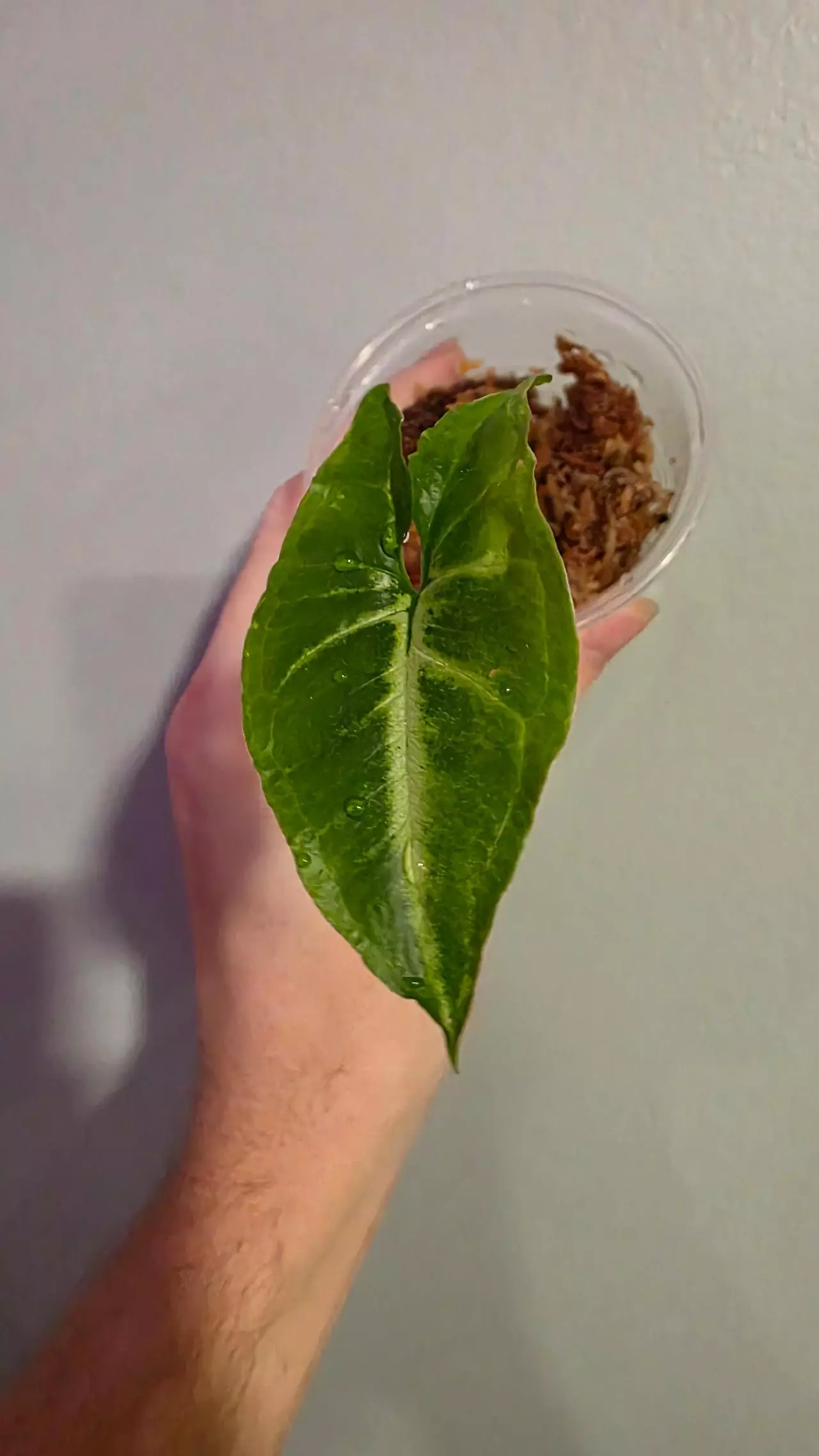 plant/Syngonium white butterfly-0