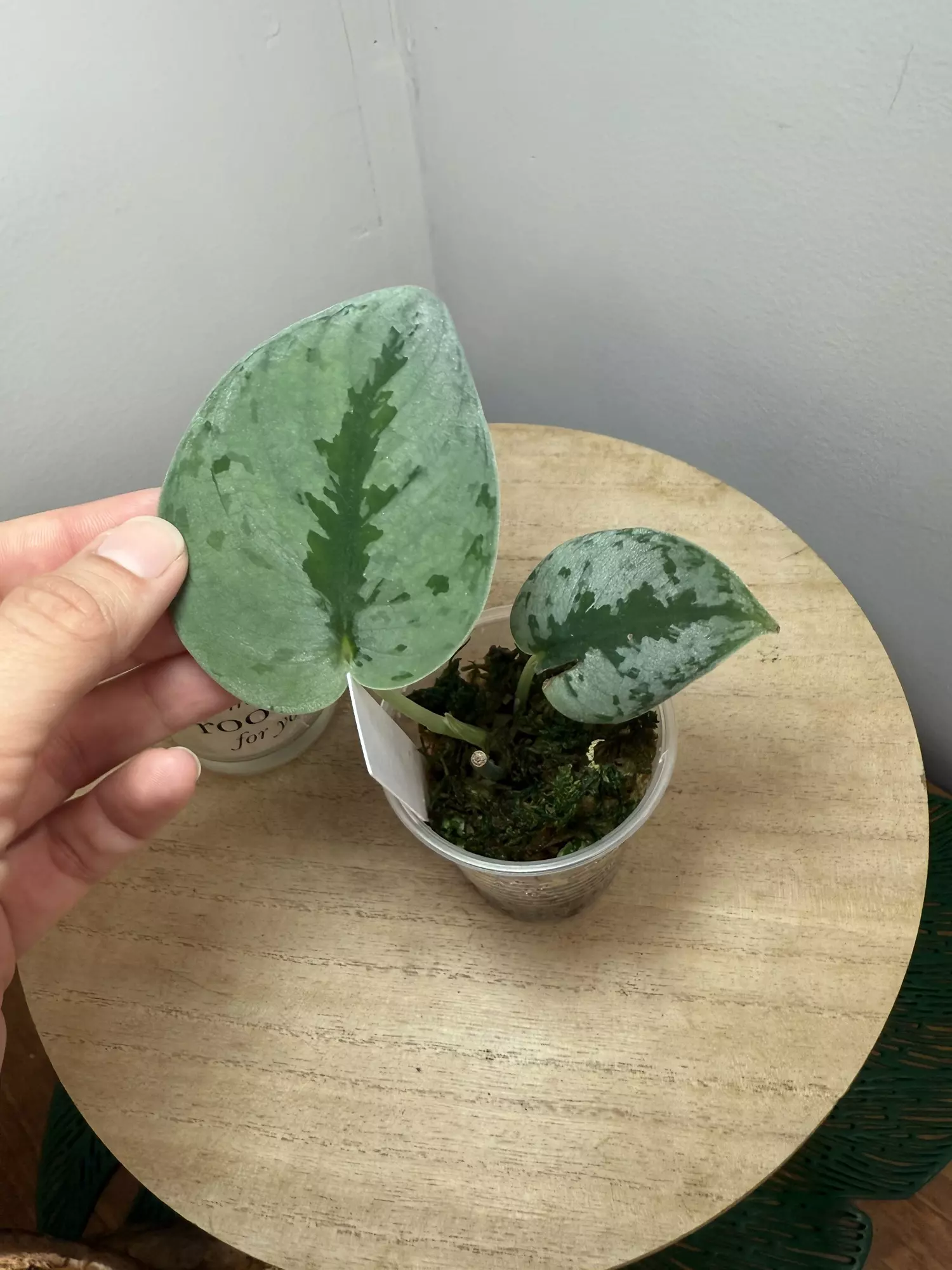 plant/Silver Knight-1