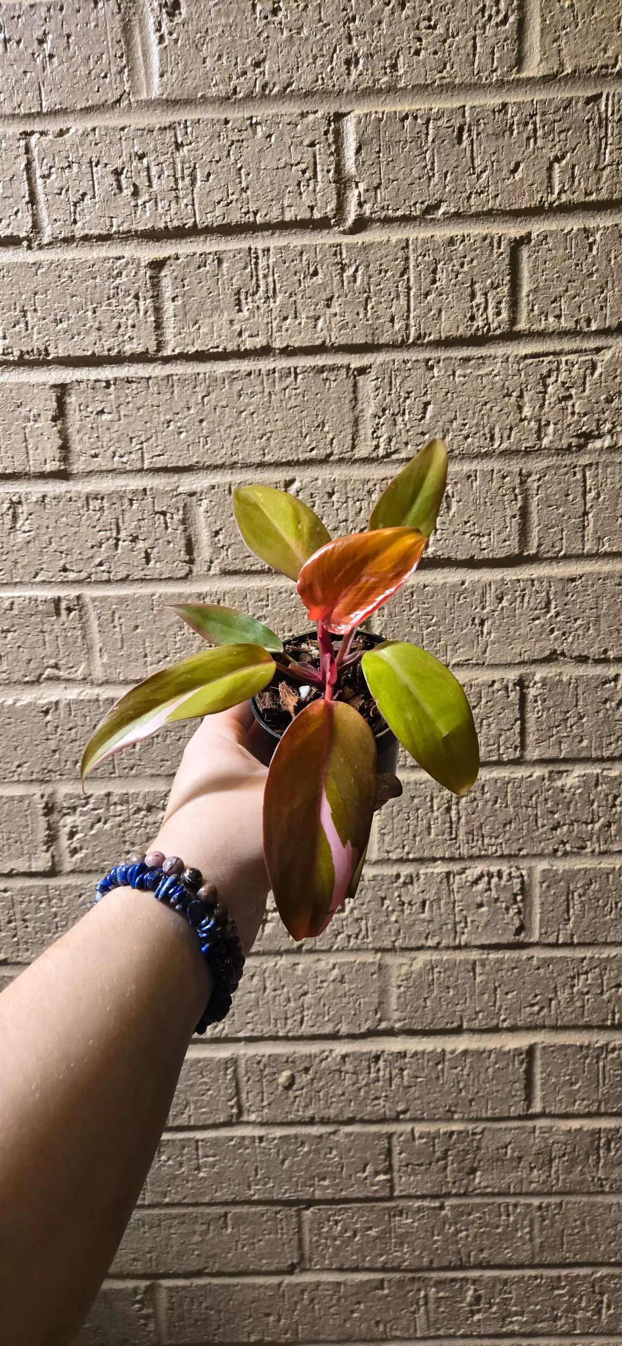 plant/Persimmon princess philodendron -0