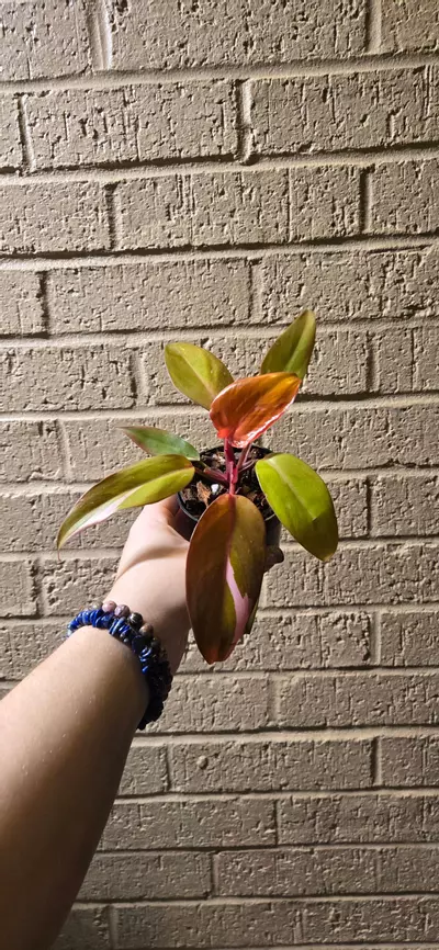 plant/Persimmon princess philodendron -0-thumbnail