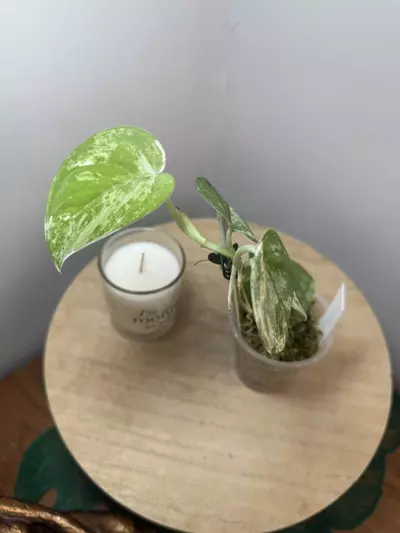 plant/Mangurai #1-1-thumbnail