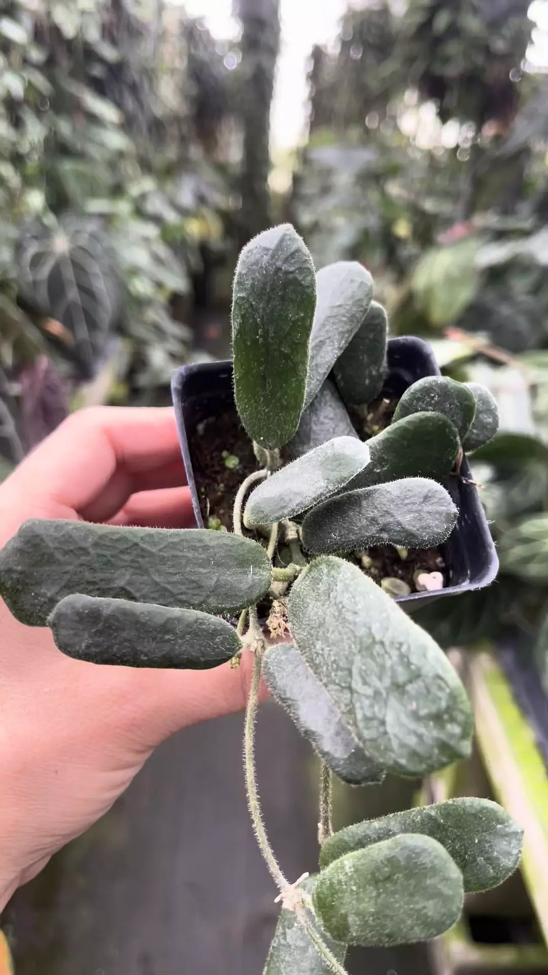 plant/P42 Hoya rotundaflora-0