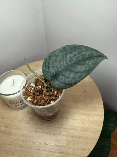 plant/Green Veins #1-0-thumbnail