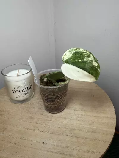 plant/Mangurai #2-0-thumbnail