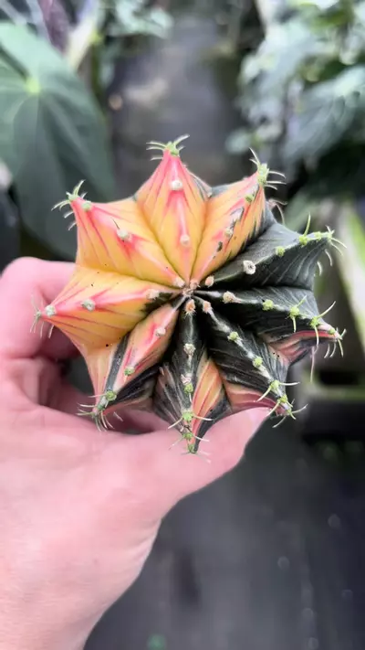 plant/P51 Gymnocalycium-0-thumbnail