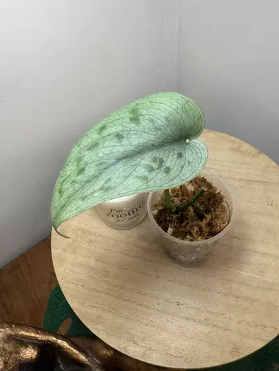 plant/Tattoo-0-thumbnail