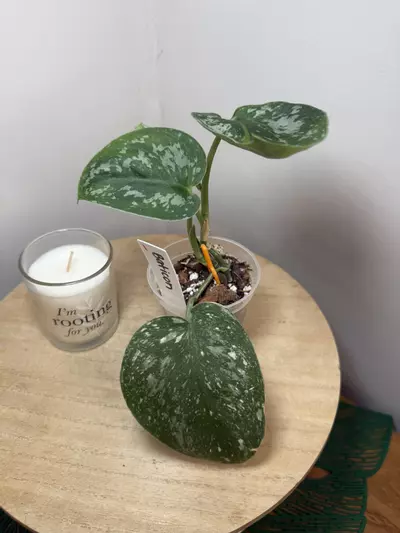 plant/Baticon-1-thumbnail