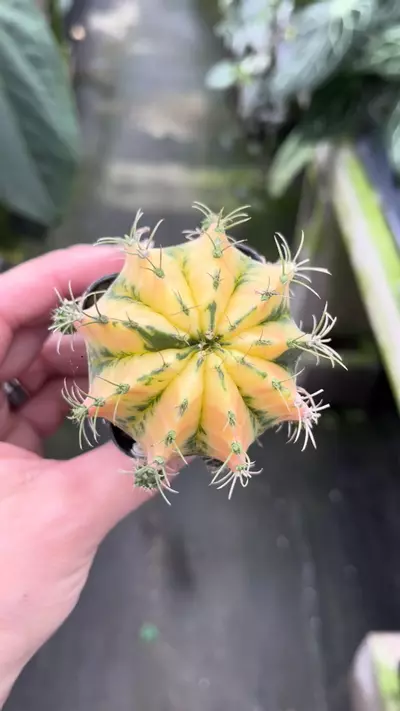 plant/P44 Gymnocalycium-0-thumbnail