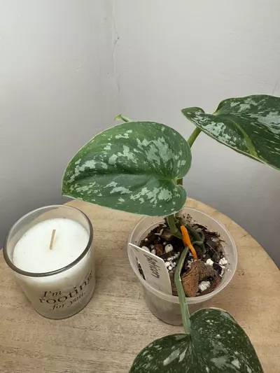 plant/Baticon-2-thumbnail