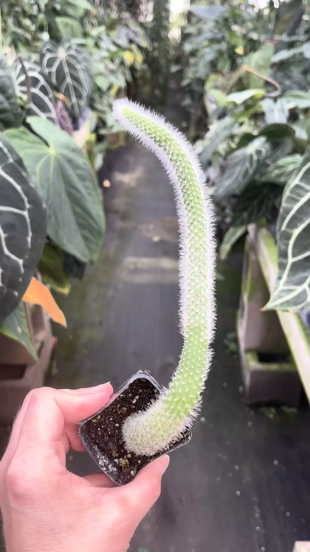 plant/P95 Monkey Tail Cactus-0