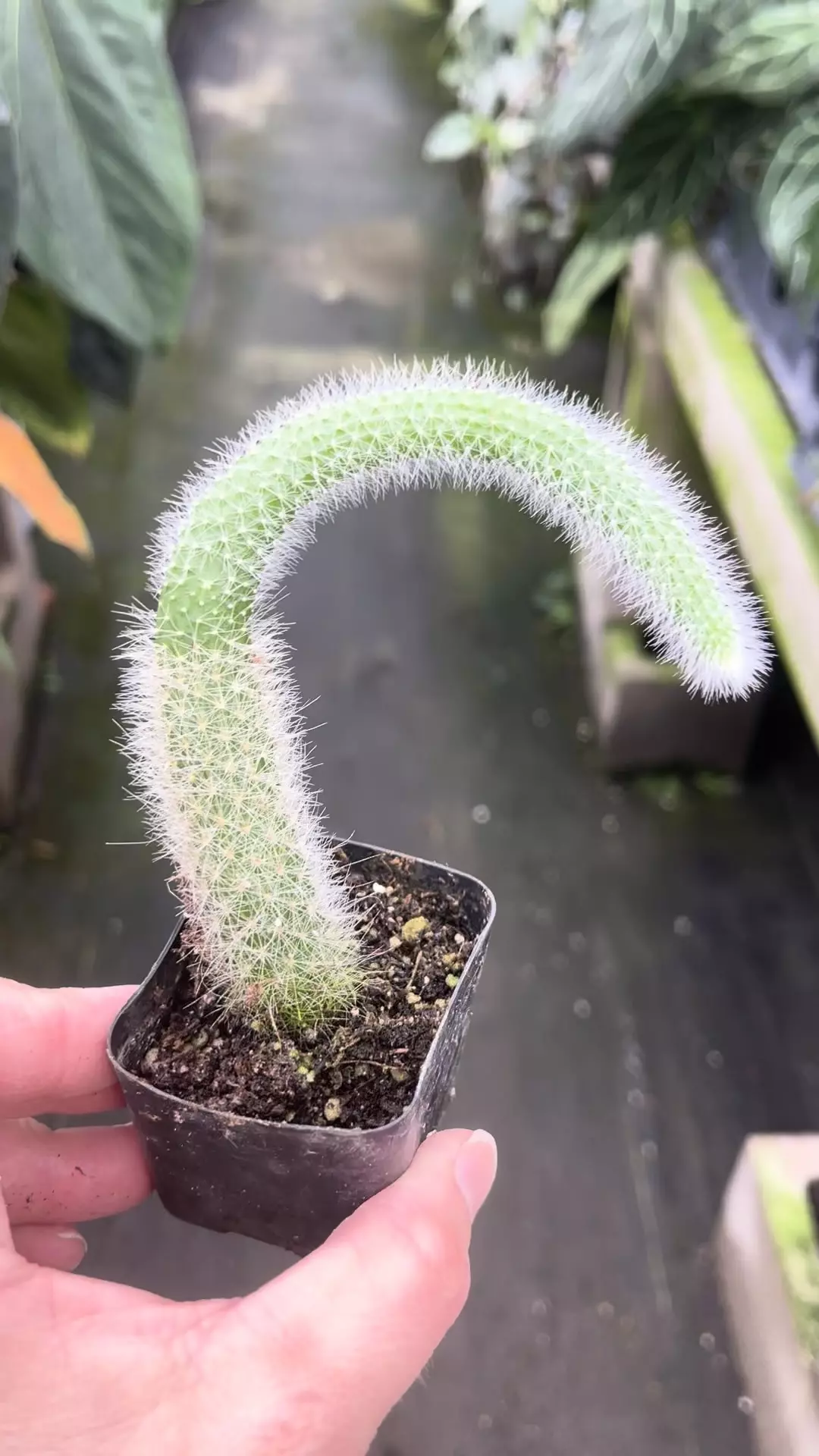 plant/P81 Monkey Tail Cactus-0