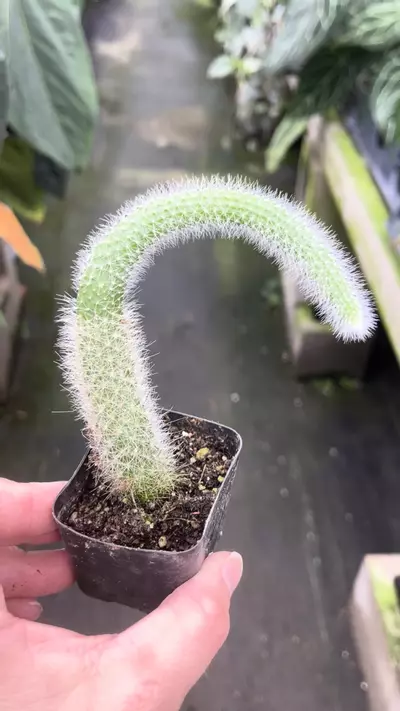 plant/P81 Monkey Tail Cactus-0-thumbnail
