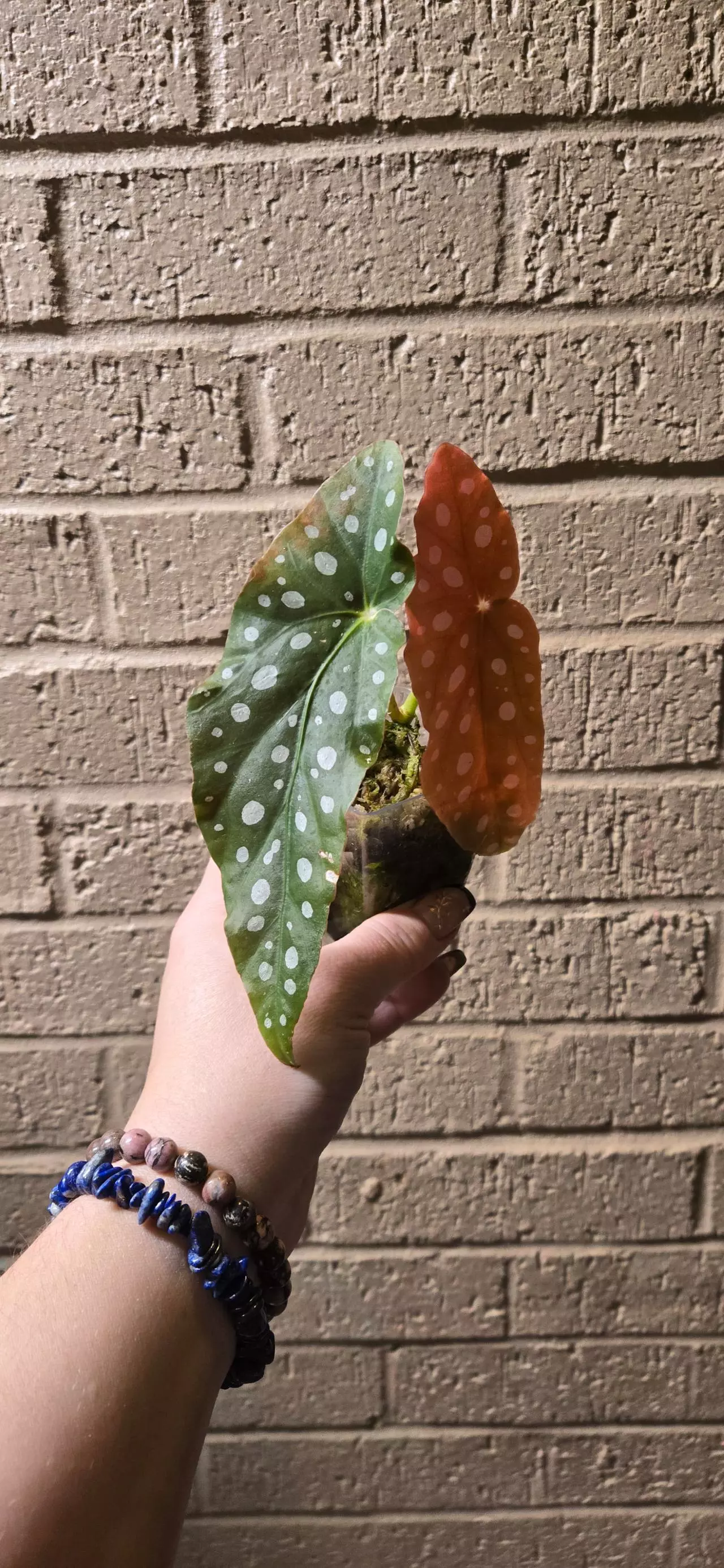 plant/Begonia maculata starter -0