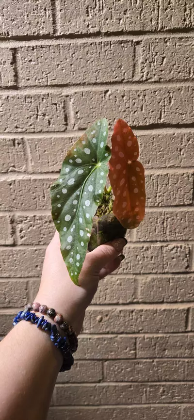 plant/Begonia maculata starter -0-thumbnail