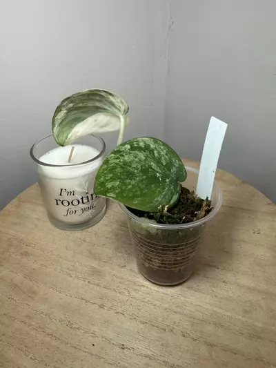 plant/Mangurai #2-1-thumbnail